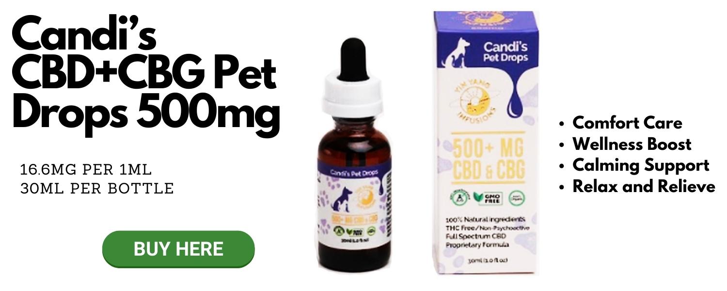 Best CBD Oil for Dogs