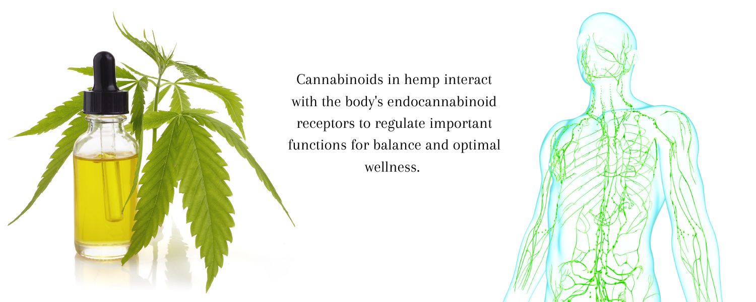 Hemp and the Endocannabinoid System